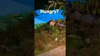 #youtube