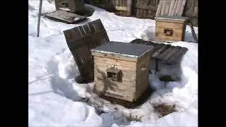Облет пчел на Вятке 2020