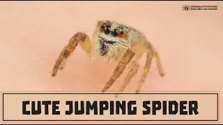 Little cute and funny jumping spider // Clever Cricket
