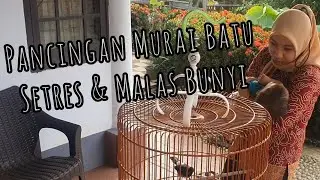 Suara santai murai batu lepas trotol untuk merangsang murai batu setres dan malas bunyi jadi gacor