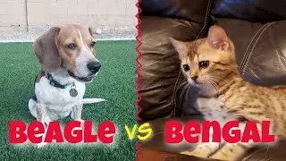 Our Beagle Meets our new Bengal