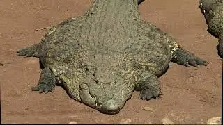 croc