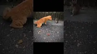 DANGEROUS RAT