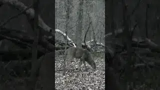 Buck Down! Ground Hunt