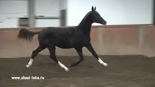 Masoud Shael (Tsair Shael - Saghit Shael), 1-year-old akhalteke colt.