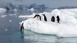 Забавные пингвины