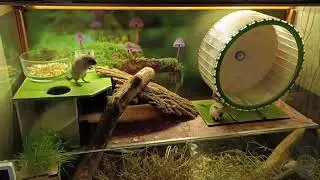 GERBILS / ПЕСЧАНКИ. В гостях у песчанок
