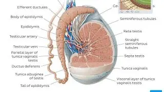 Erkak jinsiy tizimi: Moyak va urug‘ yo‘llarining anatomiyasi va gistologiyasi (1-qism)