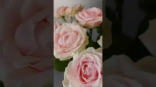 Свадебные розы Свит аваланж #shorts