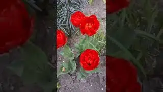 Исфана лолалар тури💞💞💞