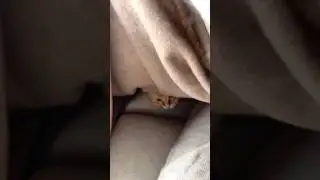 Cutie loves cuddling under the blanket 🥰 #kitty #love #catlover #kitten #cutecat #cute