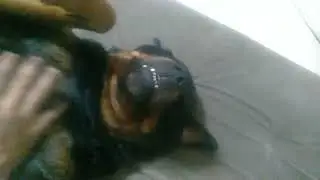 Tem um Urso no Sofá 😂
