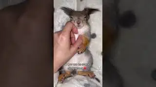 домашняя белка🐿️🏡