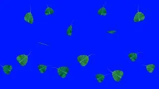 LEAF Falling GreenScreen