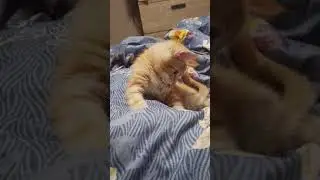 Маленькая кусачка😺❤️