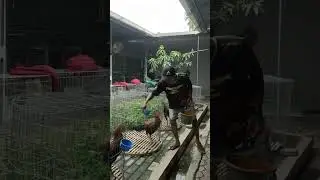 🐔சேவல் பண்ணை | Roaster Farm | Feeding Time | #shorts | #kannanfarm 🐔