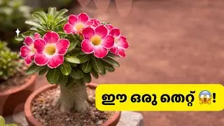 All you need to know to grow Adenium! 🌸 Complete Care Guide Malayalam 
