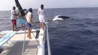 Humpbacks