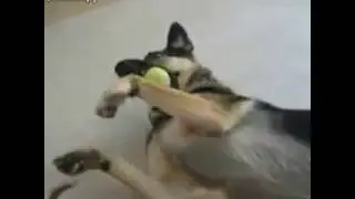 Маленький зверюга