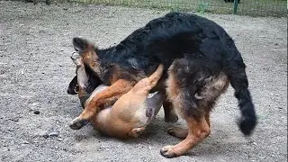 Dessa VS Bonya. German Shepherd and French Bulldog. Odessa. Ukraine.