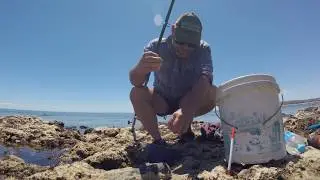 how to catch garfish using flavoured maggots for bait - Fleurieu Peninsula, South Australia