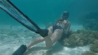 SINK OR SWIM - An Epic ocean lifestyle  (Short Film of Spearfishing and Fishing in Australia)