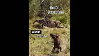 cheetah speed #cheetah #spesies #wildlife