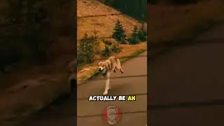Wolf Chases Family Car for a Mile
