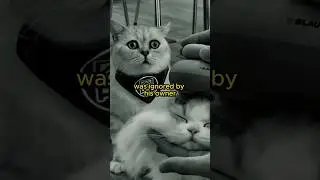 This cat was IGNORED by his owner 😢💔 