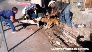 #PitBull Todo con calma, Nunca Hay que Desesperarce en Casos Asi #byomarcastro
