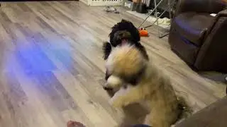Bailey Vs Cuddles