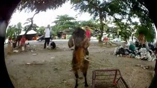 BEM VINDO AO ZOO - Promo 2011 #02