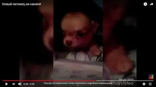 Новый питомец на канале!