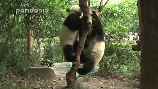 baby panda’s fight