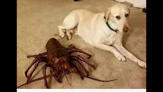Riendo con los momentos más divertidos e inquietantes  Gato y perro # 9 Divertidos TV !
