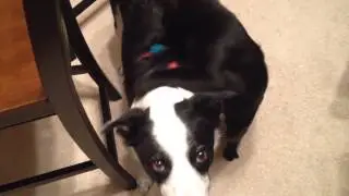 Spook and Boomer