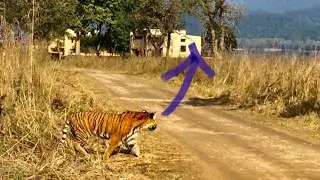 Tiger Dhikala Corbett
