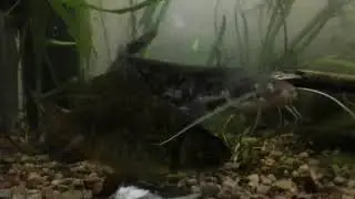 Nowy potworek w wariatkowie