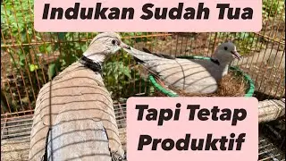 The Puter Pelung Parent is Old but Still Productive @sugitokambojaBF