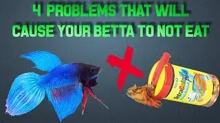 WHAT TO DO IF YOUR BETTA ISN'T EATING!