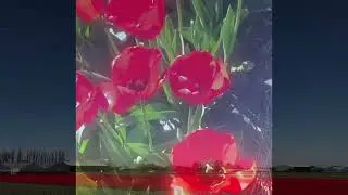 TULIPS IN THE NETHERLANDS