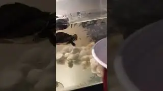 #turtle trying #mealworms #reptiles #fypシ #livefeeding #pet #trending #viral #shorts #turtles #fyp