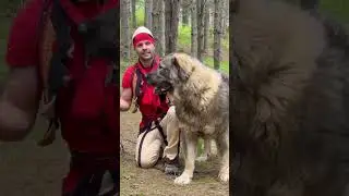 Shihni forcen e Qenve te Sharrit