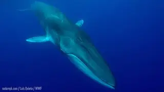 Wildlife Wednesday: Fin Whale
