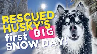 My Rescued Husky's First Time Seeing BIG Snow!