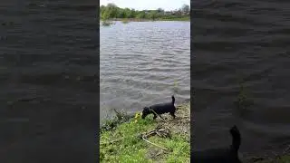 Ягдтер'єр і лебідь