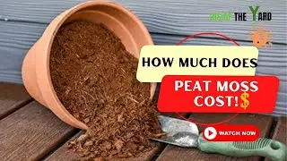 Before You Buy, Know How Much Does Peat Moss Cost!