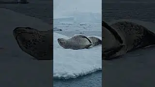 What to Expect on an Antarctic Cruise