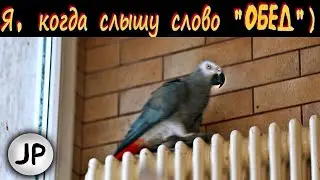 ✅ МЕМ с Жако Петруней - 