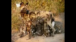 Wild dog pups drinking